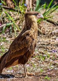 Photo about gavilan sabanero, gavilan, cari cari, eagle, southamerica birds, falconidae, power, cautivity close up eagle, great eagle. Eagle Milvago Chimachima Cari Cari Sabanero Stock Image Image Of Gavilan Cautivity 102606967