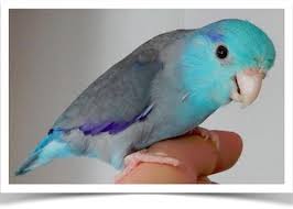Blue Parrotlet In 2020 Parrotlet Birds For Sale Pacific Parrotlet