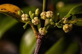 Image result for Pyrostria