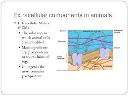 Maybe you would like to learn more about one of these? Extracellular Components And Junctions Plant Cells Plasmodesmata The Intracellular Junction Between Plant Cells Water And Small Solute Can Pass Freely Ppt Download