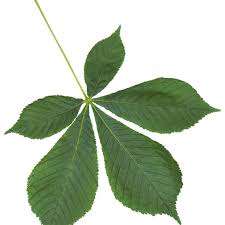 Within compound leaves, there exists either pinnately compound or palmately compound leaf characterizations. Palmate And Pinnate Compound Leaves