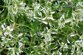 Euphorbia is one of the most diverse genera of plants, and named after an ancient greek physician, euphorbus, who gave an herbal remedy made from a spurge to treat the kings swollen belly. Annual Winner Story News Forages