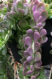 A derivative of the echeveria species, powder puff grows tall for a succulent with upright facing pointy green leaves, tipped with purple. 24 Trailing Succulents Perfect For Planting In Hanging Baskets