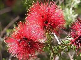 Image result for Halosarcia