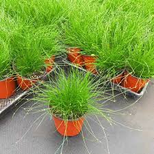 Image result for Isolepis