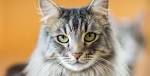 The 12 Largest Cat Breeds - With Photos! - Animal Wised