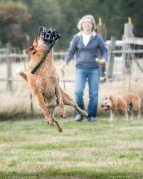 australian cattle dogs avstralijskaya pastushya sobaka avstralijskij hiler austrailian cattle dog cattle dog bichon frise dogs