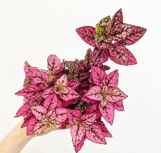 Image result for Hypoestes