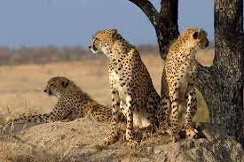 Southeast African Cheetah Acinonyx Jubatus Jubatus Asiatic Cheetah Animals Wild Cheetahs
