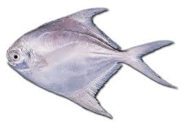 We did not find results for: Koleksi Terkini 31 Gambar Sketsa Ikan Bawal