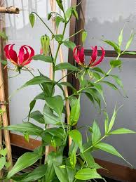 Image result for Stathmostelma pedunculatum