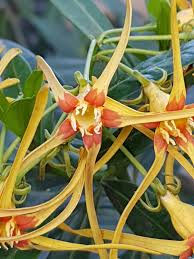 Image result for Strophanthus angusii