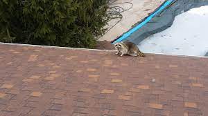 There are lots of reasons as to why the nocturnal. Raccoon Removal Basics Knowing Daytime Behaviour Of Raccoon