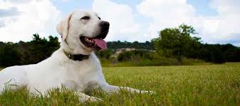 Image result for pets