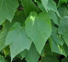 Image result for Sparrmannia