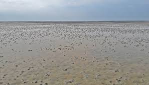 Look through examples of wattenmeer translation in sentences, listen to pronunciation and learn grammar. Wattenmeer Bei Ebbe Foto Bild Landschaft Meer Strand Watt Bilder Auf Fotocommunity