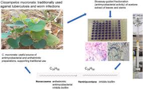 Image result for Cissampelos mucronata