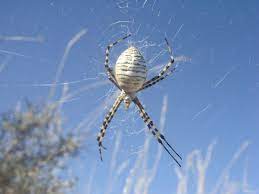 The yellow garden spider's carapace is lined with silvery hairs, and the legs are black with varied black and yellow garden spiders live in temperate regions of north america, from southern canada to beneficials in the garden: Wild About Texas Garden Spider Species Not Easily Overlooked