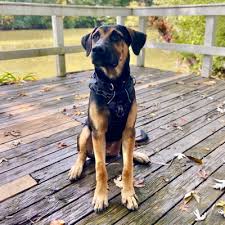 Maybe you would like to learn more about one of these? School For The Dogs Private Training Manager Claire Cario On Therapy Dogs Deaf Dogs And More By School For The Dogs Podcast Dog Training Animal Behavior With Annie Grossman