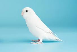 What's the Difference Between an Albino Parakeet (Budgie) and a Lutino  Budgie? - Vet Explains Pets
