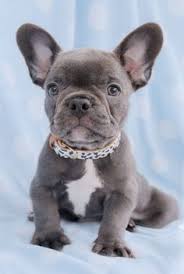 These puppies are gentle, loving and affectionate. 10 Best Grey French Bulldog Ideas French Bulldog Bulldog Grey French Bulldog