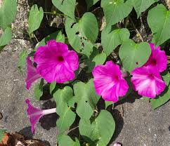 Image result for Ipomoea carnea
