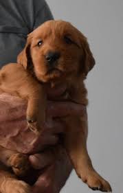If you're planning to join dog shows, know that the darkest and lightest golden shade is considered undesirable. Golden Retriever Puppy Dog For Sale In Pandora Ohio