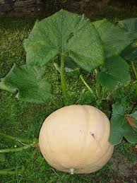 Image result for Cucurbita