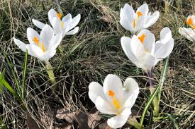 Wann sollte man krokusse pflanzen? Krokusse Im Herbst Welche Sorte Bluht Erst Im September
