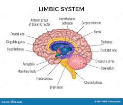 Image result for Limbic System