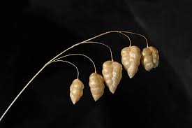 Image result for Briza