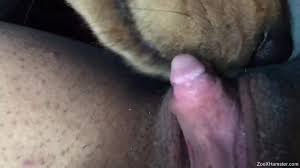 Porn with animals video