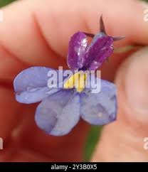 Image result for Monopsis decipiens
