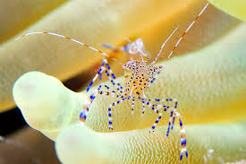 8 Kinds Of Beautiful Seawater Shrimps 1