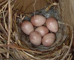 Bird Egg White With Brown Speckles David S Photo Gallery Nests A L House Wren Nest And Eggs Jpg Spring Birds Bird Eggs Backyard Birds