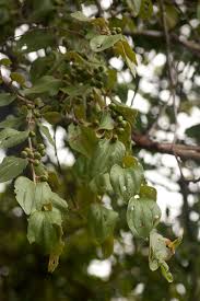 Image result for Ziziphus abyssinica