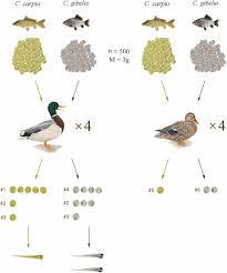 Contains small amounts of beta carotene, for yellow color. Experimental Evidence Of Dispersal Of Invasive Cyprinid Eggs Inside Migratory Waterfowl Pnas