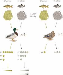 Choose the ppt/pptx and upload it to your google drive folder. Experimental Evidence Of Dispersal Of Invasive Cyprinid Eggs Inside Migratory Waterfowl Pnas