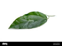 Image result for Tiliacora