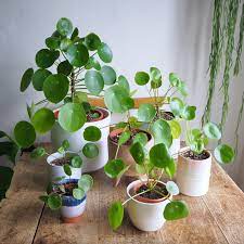 There are certain plants that continue to pop up in beautifully styled homes in magazines or blogs or instagram. Pilea Peperomioides Care Guide Houseplanthouse