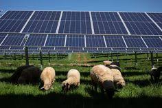 Small pv cells can power calculators, watches, and other small electronic devices. 32 Best Solar Power Plant Ideas Solar Power Plant Solar Power Solar