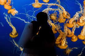 See several jellyfish species rarely on display at the aquarium, including the lion's mane, a jellyfish whose (see also: Fall Wedding Vancouver Aquarium Stanley Park Pursell Photography Vancouver Aquarium Aquarium Wedding Wedding