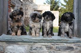 Black And White Doodle Dog For Sale Golden Retriever Golden Doodle Parti Poodles For Sale Breeders Ontario Labradoodle Puppies For Sale Labradoodle Puppy Labradoodle