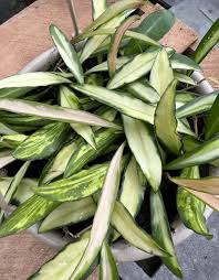 Image result for Vahadenia laurentii