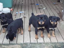Does your rottweiler puppy require different care from other puppy breeds? Rottweiler Puppies For Sale Alabama