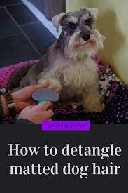 How To Detangle Matted Dog Hair 7 Lifesaving Tools Matted Dog Hair Dog Hair Schnauzer Grooming