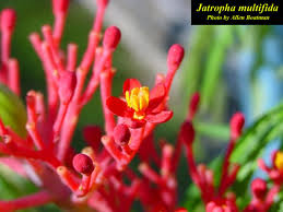 Image result for Jatropha multifida