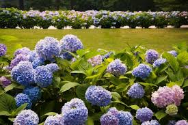 Tall hydrangea bushes in full bloom along a brick walkway. Hydrangea Bush Diy