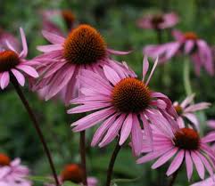 Image result for Echinacea purpurea `Magnus`