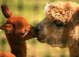 Alpaca Sits For Women Alpakalar Hayvanlar Deve
